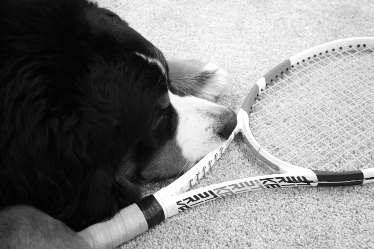 Bernese Mountain Dog examines tennis racquet